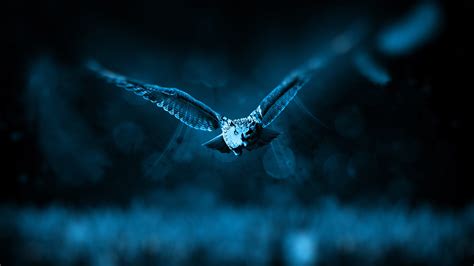 Night Owl Wallpapers Hd Wallpapers Id 16111