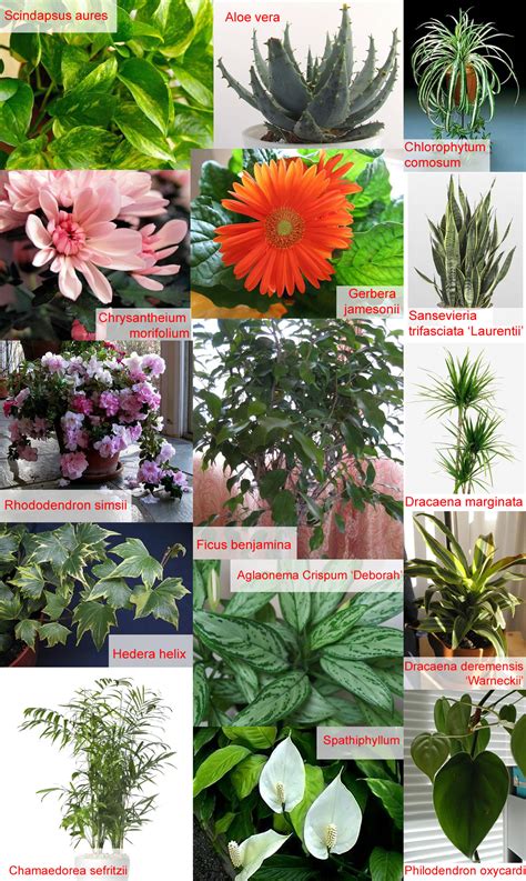 Plants And Flowers Indoor Plants