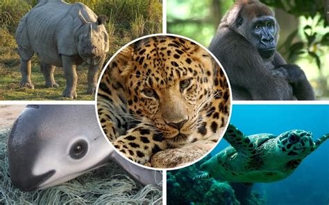 100 species have become extinct in the uk during the 20th century. Video: Five of the world's most endangered animals - Telegraph