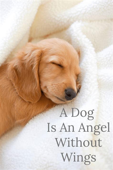 A Dog Is An Angel Without Wingsjust Some Doggy Chat Come And Meet