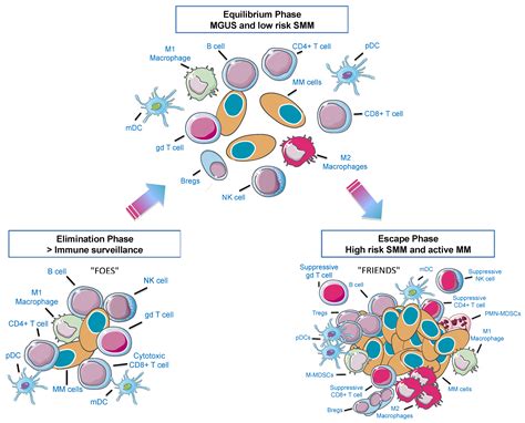 Cancers Free Full Text The Immune Microenvironment In Multiple