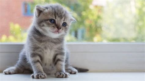 Available Scottish Fold Kittens For Sale Legit Kitten Breeders