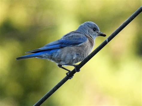 Geotrippers California Birds Western Bluebirds And Babies At