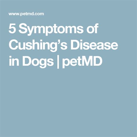 5 Symptoms Of Cushings Disease In Dogs Petmd Cushing Disease