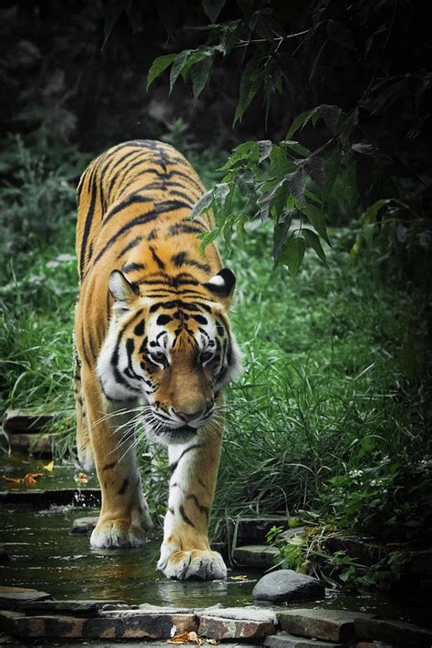 A Beautiful Tiger A Large Predatory Cat On The Background Of A