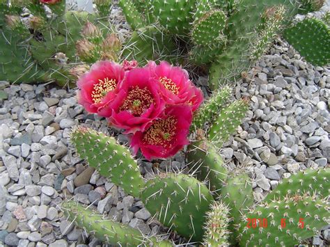 The time that a cactus flower lasts depends greatly on the species of the plant. Anna's Perennials: Winter hardy cactus