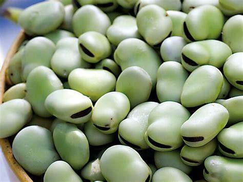 Recettes à base de fèves fraîches nutrition