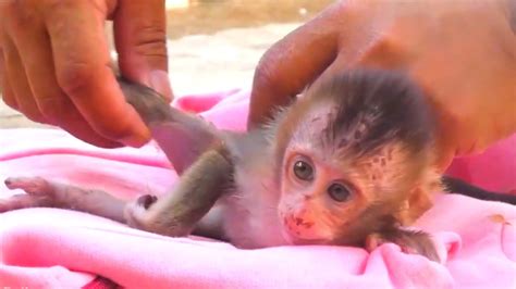 Rescue Sick Baby Monkey After Mom Disappeared Youtube