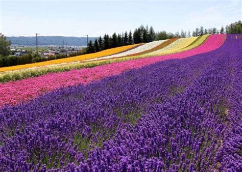 Hokkaido Lavender Fields 6 Best Places In Furano To See Japans