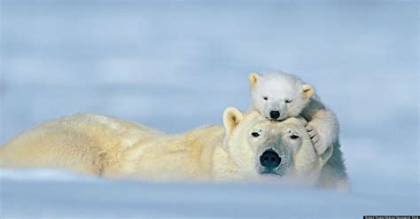 Animal Love Photos National Geographic Previews Images Of Animal