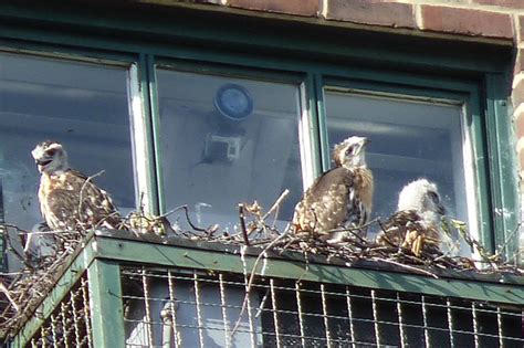 Red Tail Hawk Nest