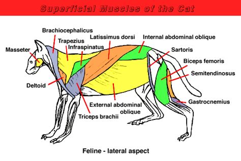 Vertebrate Muscles Muscle Cat Years Latissimus Dorsi