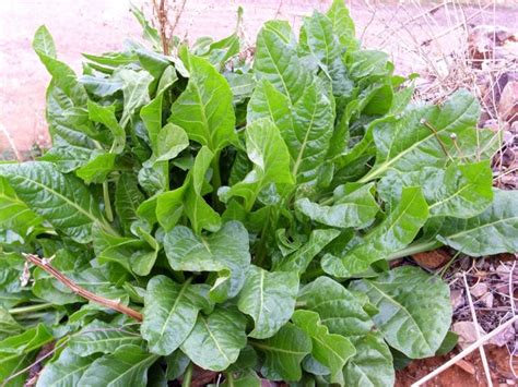 Con simplemente ser hervidas ha sido su sino durante décadas. Plantas para sembrar en semilleros en verano