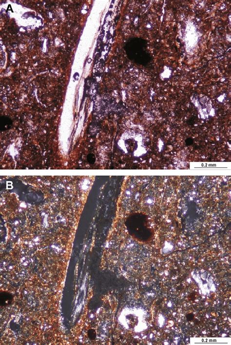 Organic Matter And Typic Iron Nodules A B Grano And Porostriated