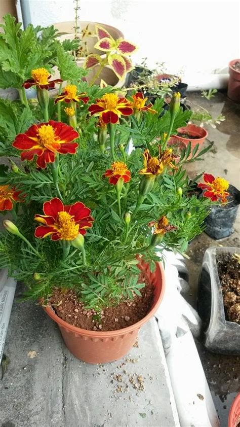 Ayurvedic practice without this herb may not be possible. Flowers of Malaysia: French Marigold