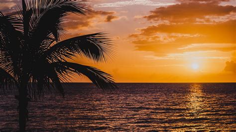 Download Wallpaper 1920x1080 Palm Sea Sunset Surf Horizon Sky Clouds Full Hd Hdtv Fhd
