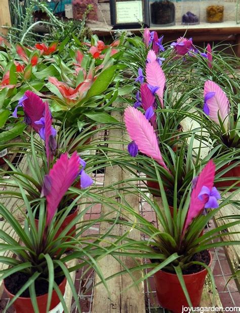 Caring For Bromeliads What You Need To Know To Grow Them Indoors Tips And A Video Bromeliads