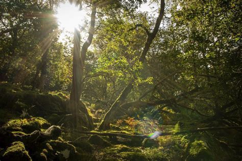 Sessile Oak Quercus Petraea Initiative For Nature Conservation Cymru