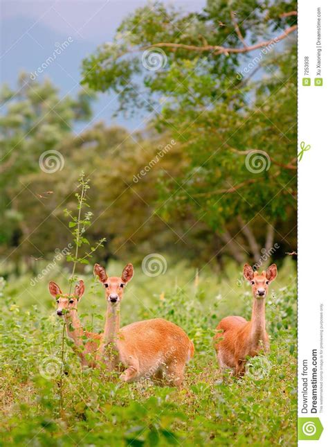 Deer In The Jungle Stock Photo Image Of Natural Reserve 7253938