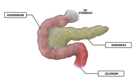 Crossfit The Gastrointestinal System The Pancreas