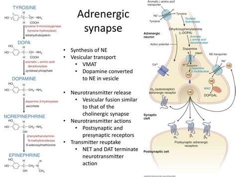 Ppt Introduction To The Autonomic Nervous System Powerpoint