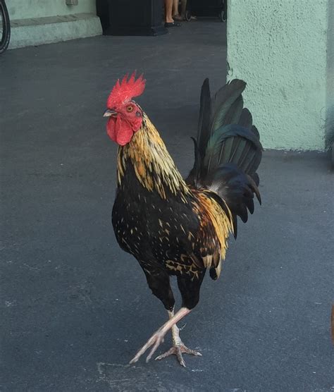 Colorful rooster with tan, blue and green feathers running down the road in the city among cars. key west chicken