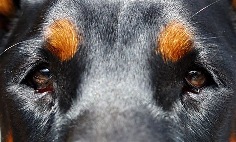 Dogs Developed “sad Puppy Eyes” To Appeal To Humans