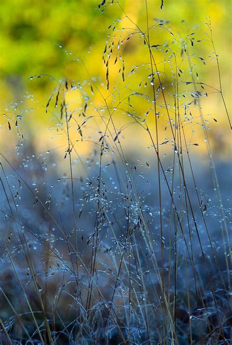 Morning Dew Inspiring And Dreamy
