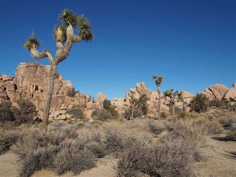 Joshua Tree With Kids And Toddlers Best Hikes In Joshua Tree National