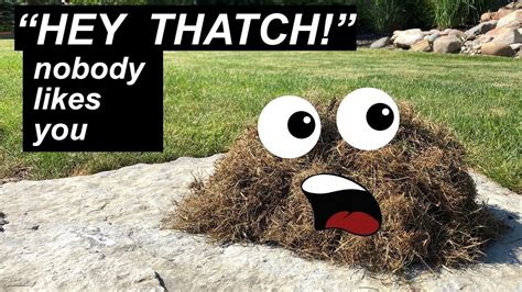 A popular misconception about how thatch forms in the lawn has to do with leaving grass clippings on the lawn after you mow. Remove Thatch From Grass - YouTube