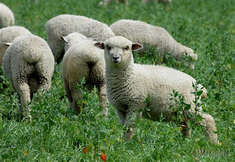 羊 冰岛 草 羊毛 羊肉 放牧 牧场 农村 自然图片免费下载 觅知网