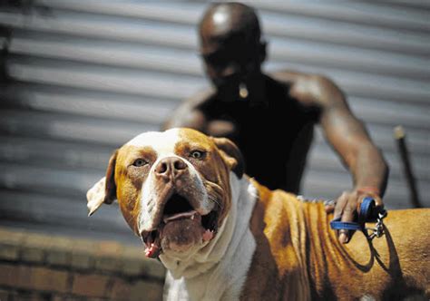 Dog Fighting Ring Bust