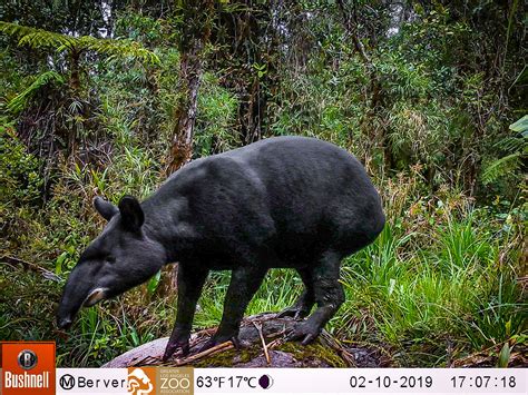 Borrowed from french tapir, from old tupi tapi'ira. Population Management - Mountain Tapir Project