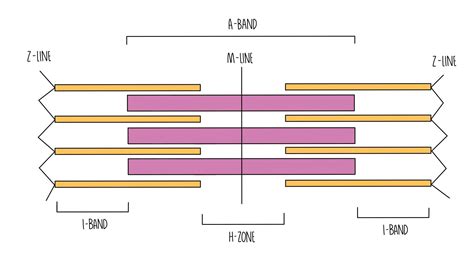 Muscle Contraction Edexcel A The Science Sauce