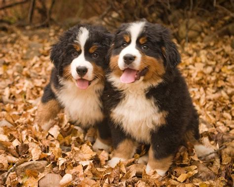 More Puppies Bernese Mountain Dog Puppy Beautiful Dogs Dogs And