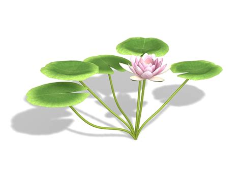 Pink Water Lily Flowers 3d Model 3ds Max Files Free Download Modeling