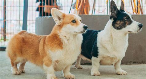 Corgi Breed Guide Diet Health And Personality Pet Better With Pet Circle