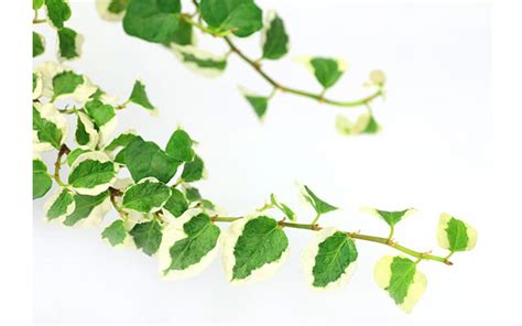 Tips for planting & caring for ficus pumila. 6 Easy Indoor Vine Plants - The Home Depot
