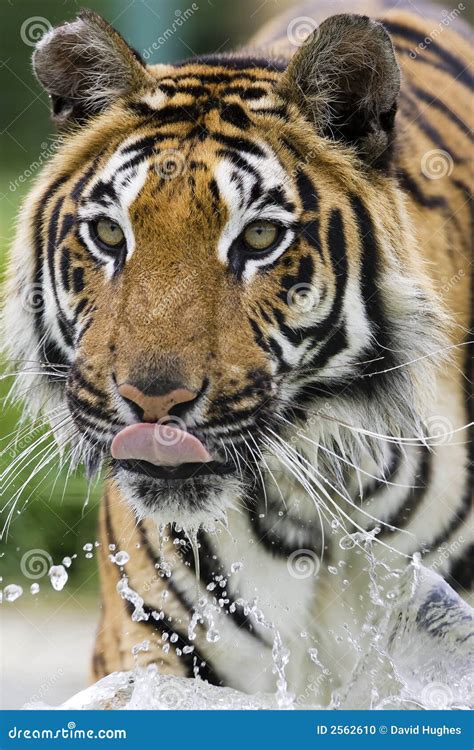Tiger Running Through Water Stock Photo Image Of Beauty Running 2562610