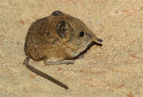Fun Elephant Shrew Facts For Kids | Kidadl