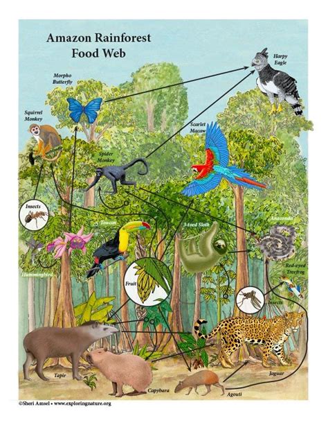Tropical Rainforest Animals Food Web