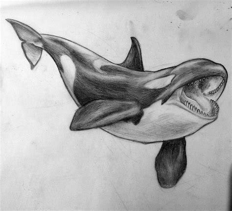 Orca Killer Whale Drawing Reference And Sketches For Artists