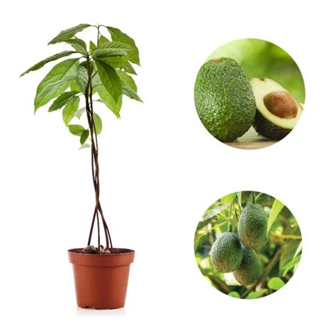 Buy Avocado Fruit Plant Online India At Cheap Price On