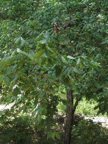 Whatever they sell will work in dallas. Foraging Texas: Plum - Wild