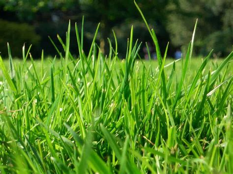 The Benefits Of Dwarf Fescue Bluegrass Bell Sod And Hydroseed