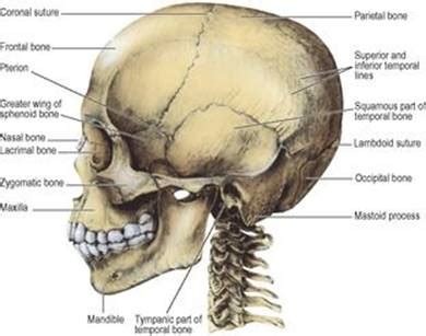 It is believed that trepanation was used to either relieve painful headaches, or to release demons from the skull. Skull - Last's Anatomy: Regional and Applied