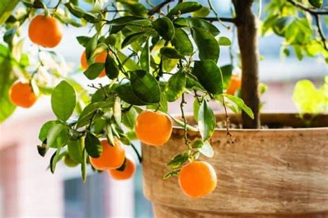11 Best Fruit Trees To Grow In Containers Urban Garden Gal