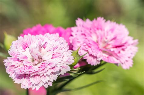 Meanings Of Carnation Flowers Of Different Colors Just Fascinating Gardenerdy