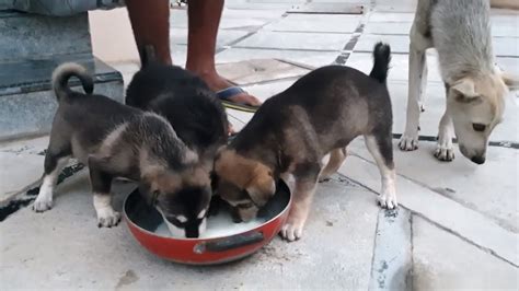 When Mother Dog Refused To Feed Her Babies We Fed Them Puppies
