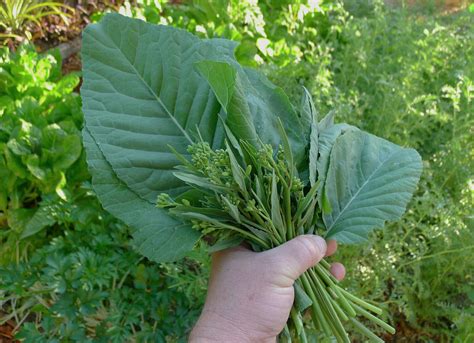 african cabbage seeds usa cover crop ethiopian green lettuce mustard seed 2023 ebay